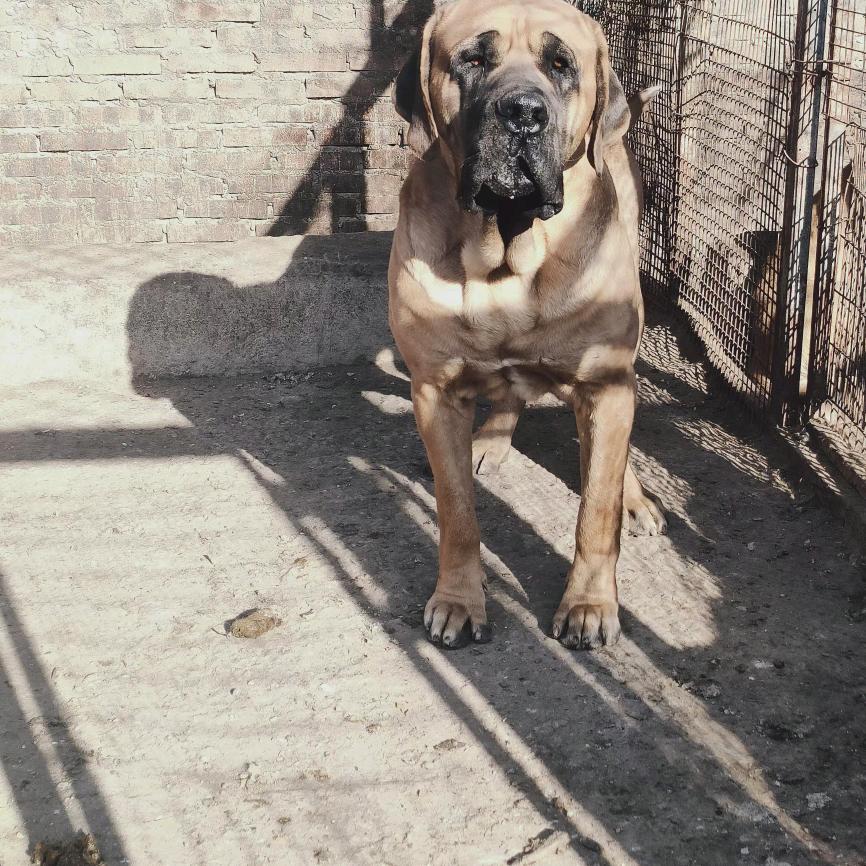 金犬繁育基地