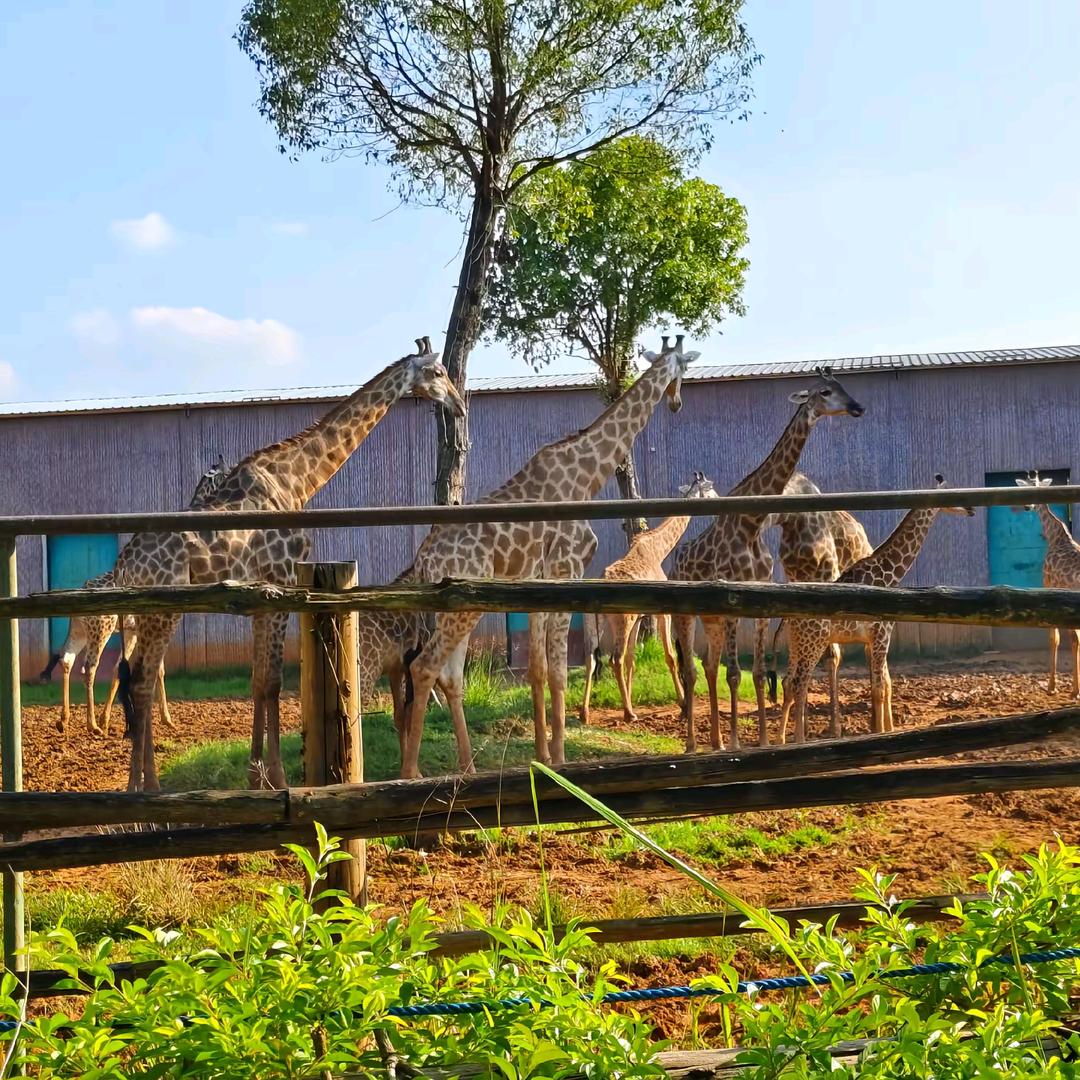 平南雄森动物大世界 小李吖