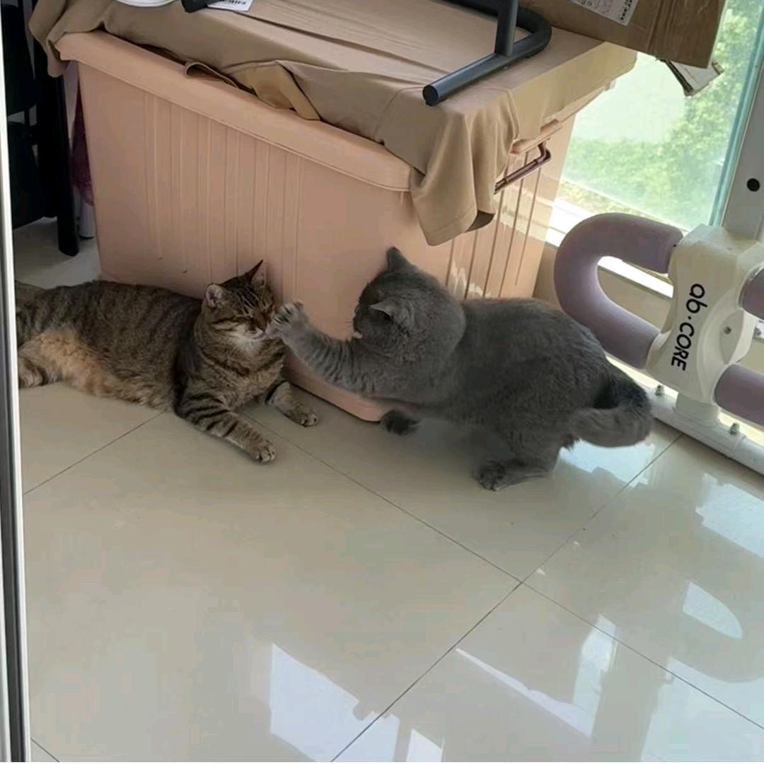 家有俩猫