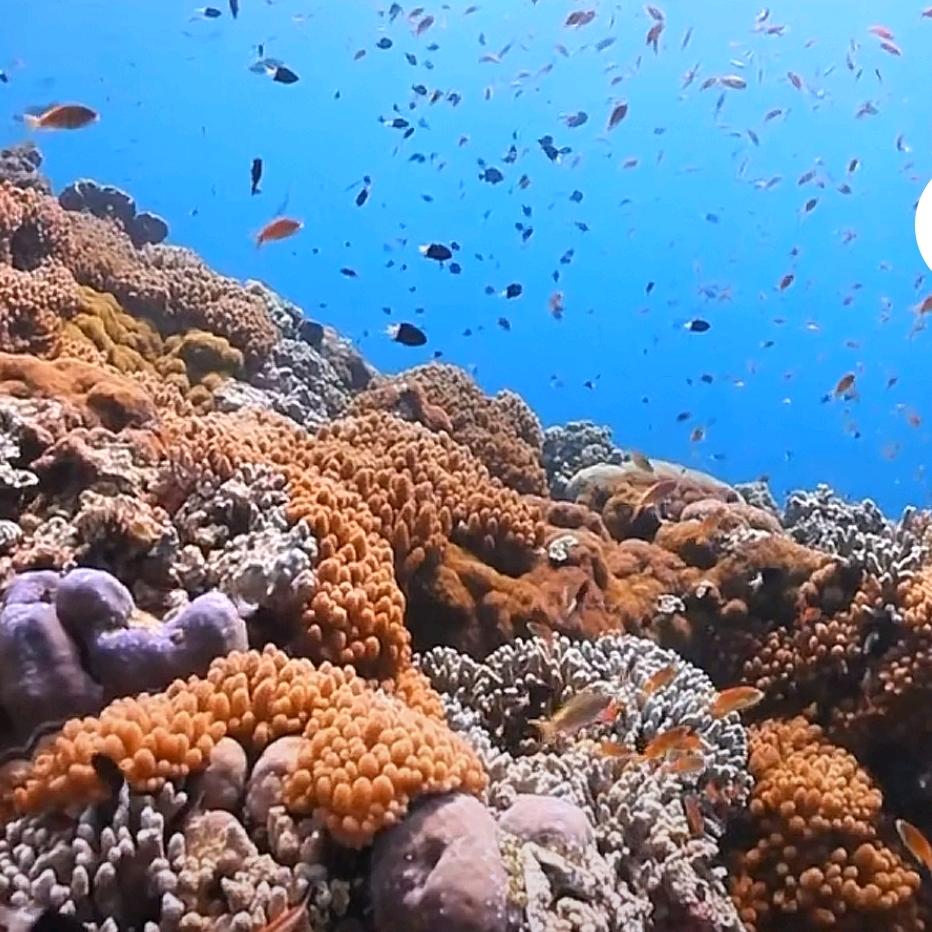 潜水小科
