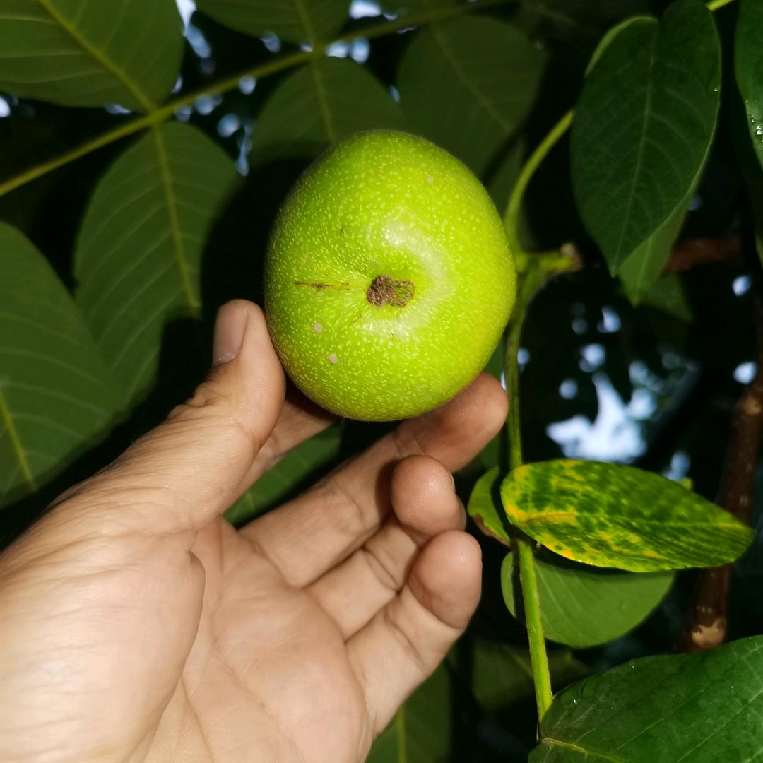 核里核气文玩核桃青皮（二大大）