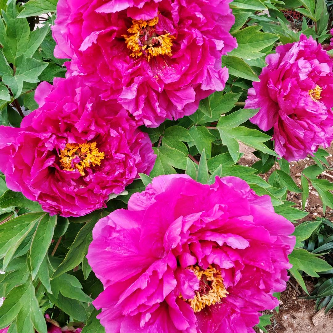 松柏树冬夏常青