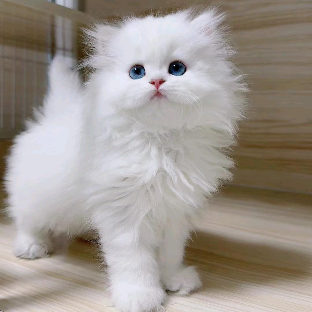 爱尚萌宠😺和🐶