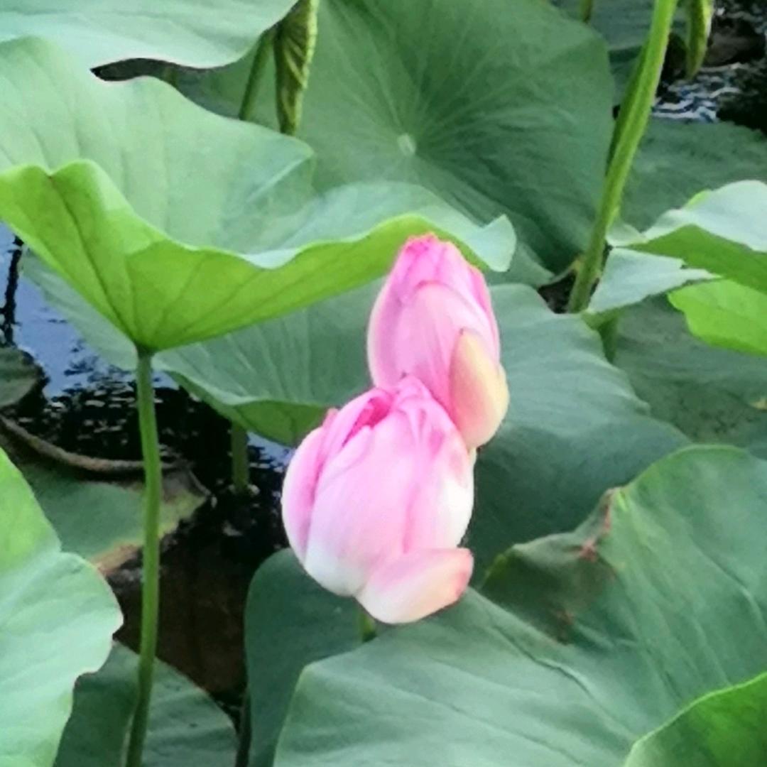蓝澜