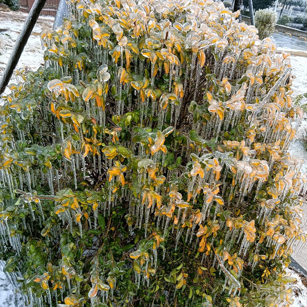 木子