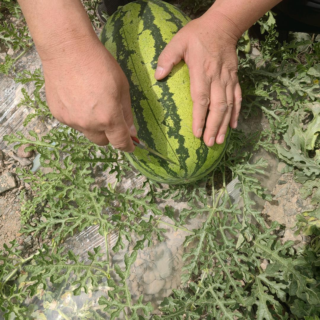 和萍果业中心