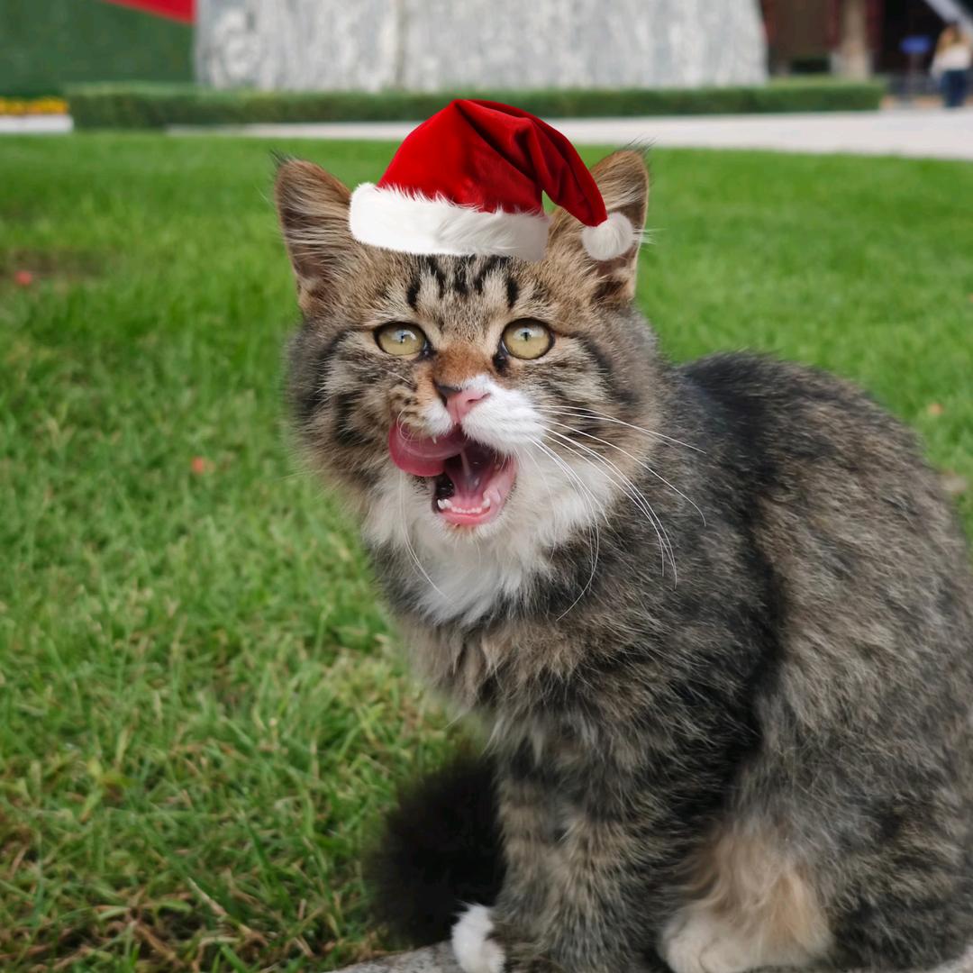 东环路96号的猫(拆蛋ing