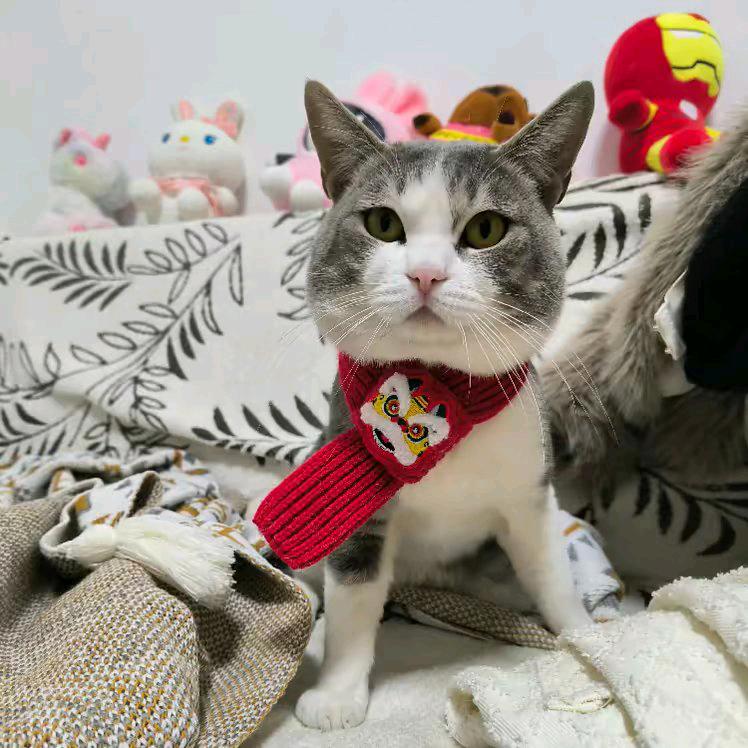 招财金(进)宝🐱