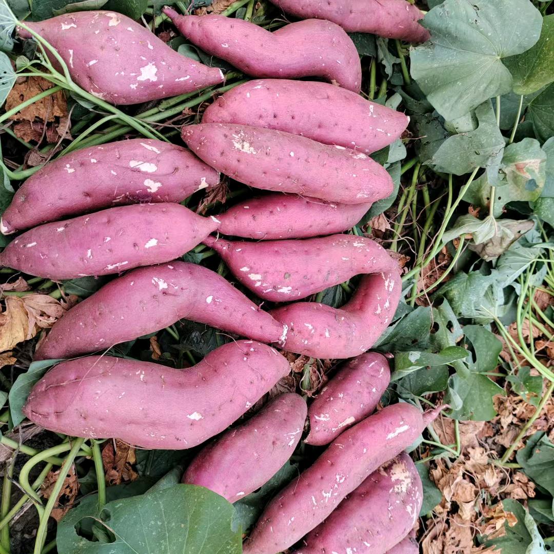 唐河西大岗红薯，红薯干，红薯粉条