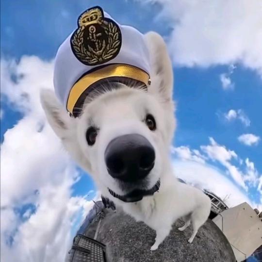 米苏（死嘴别再吃了！）