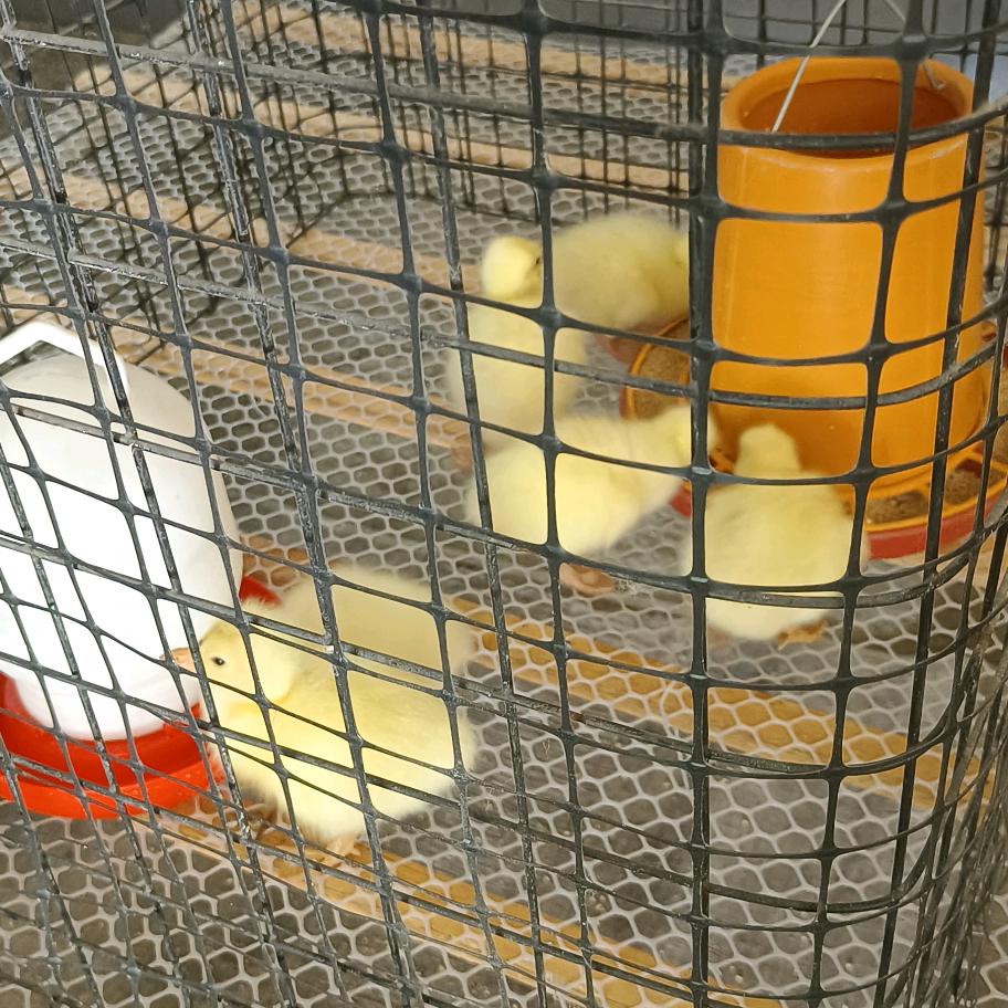 🇨🇳哥养殖小菜园