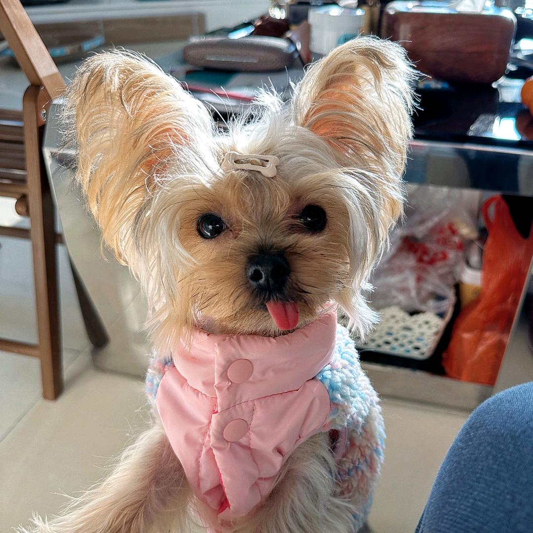 贪吃汪小Lucky🐶