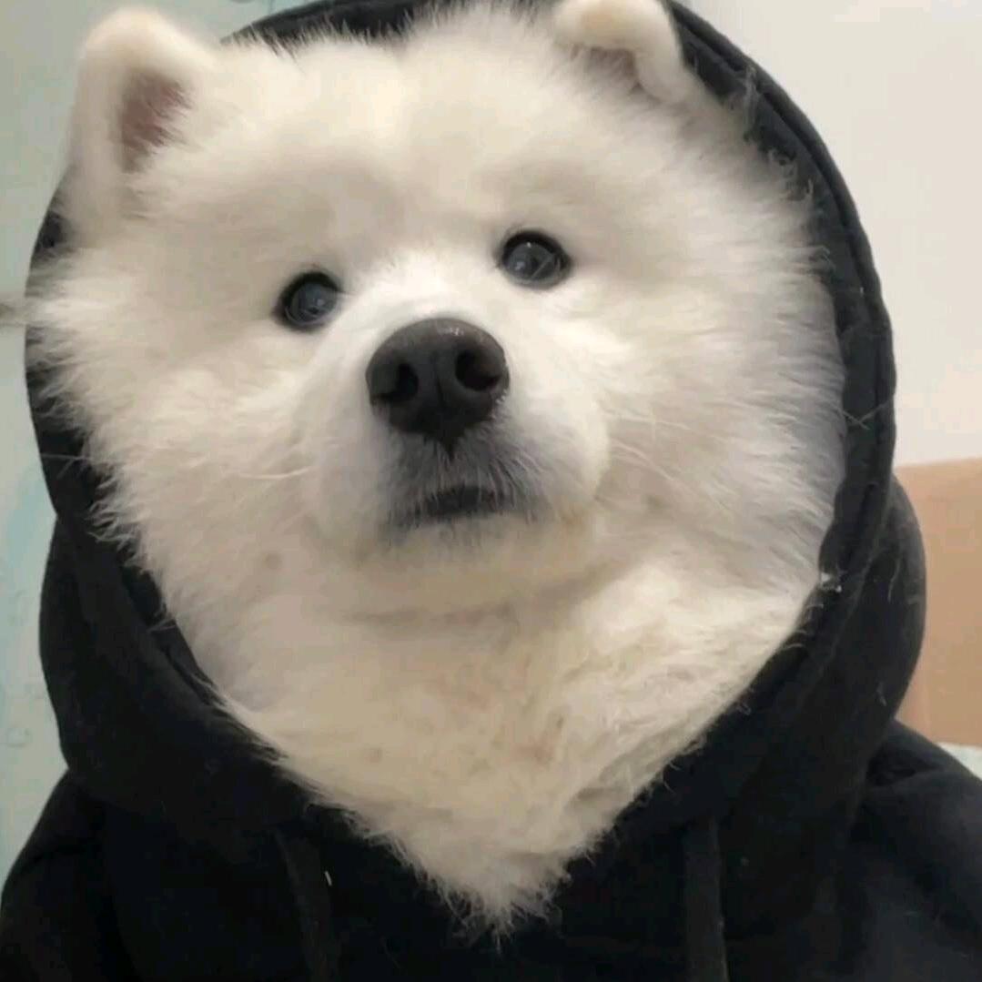 顺利的加菲猫