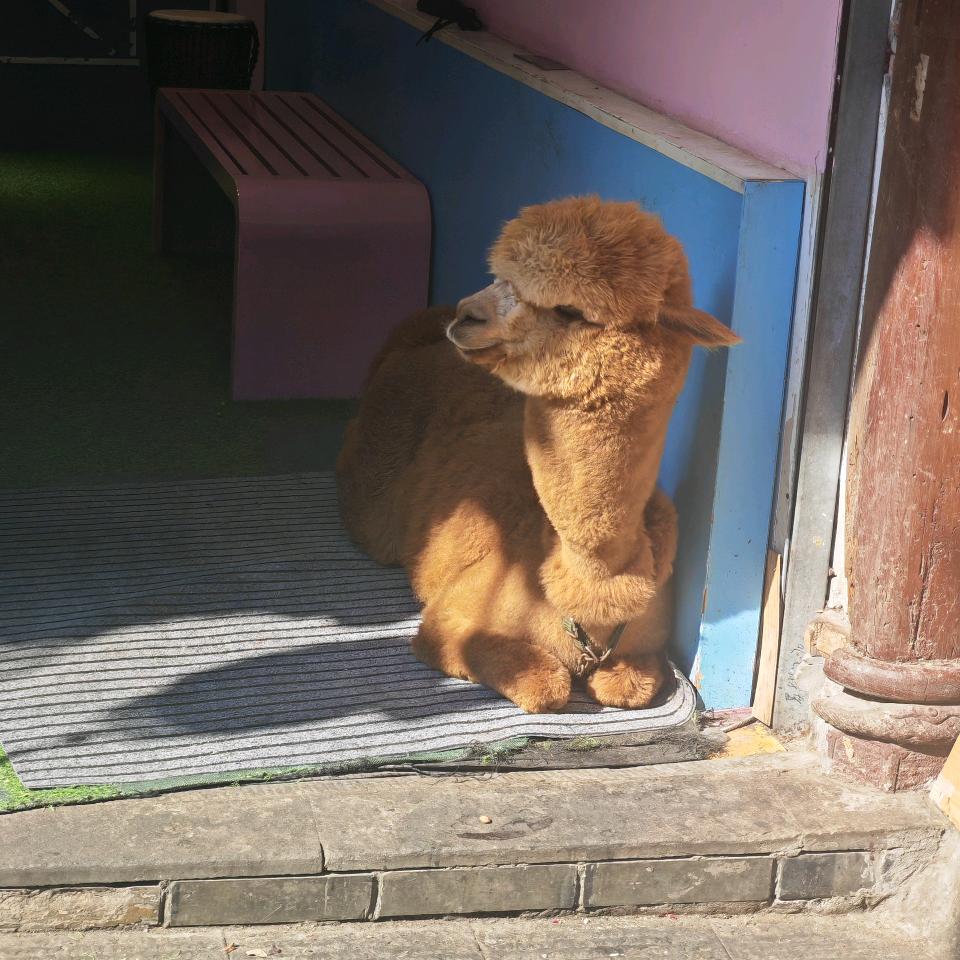 拍拍胖胖