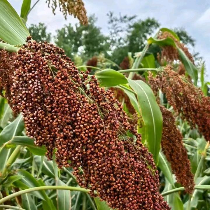 九龙老靳纯粮酒