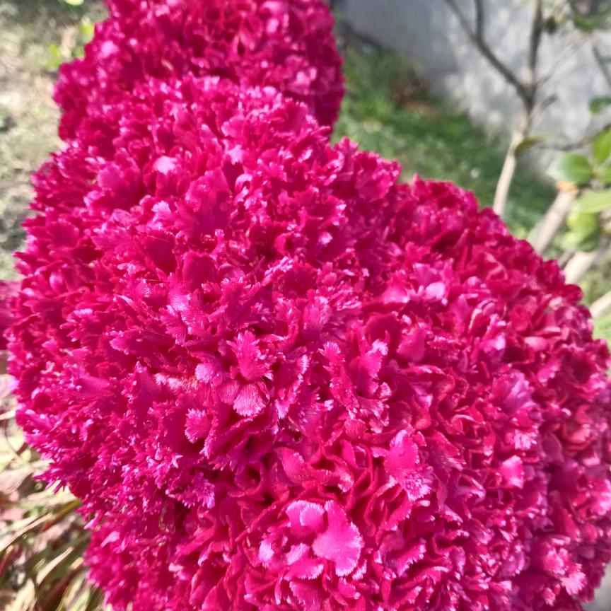 婉儿