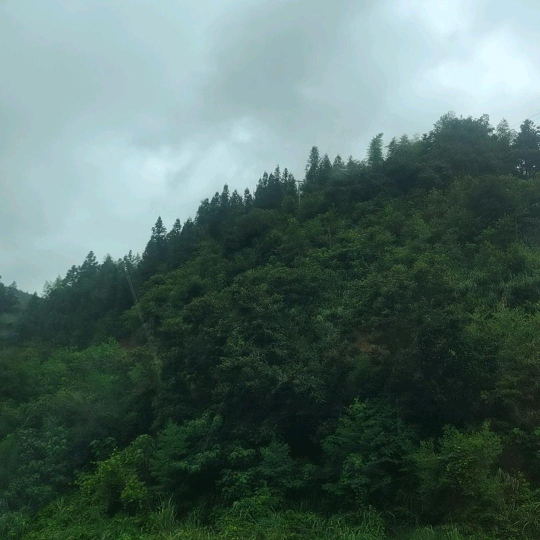 陶哥