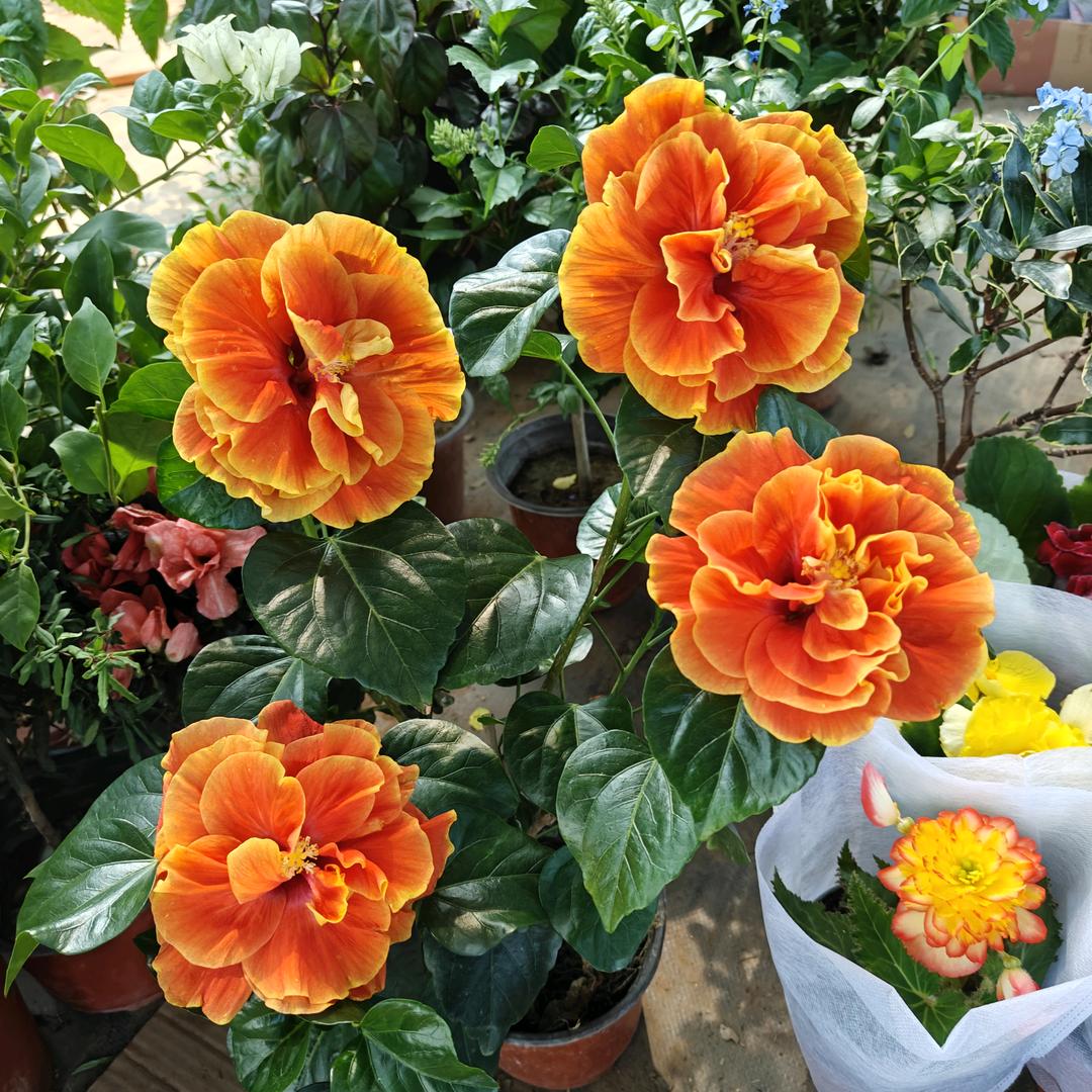 淘花园有遇见花卉绿植