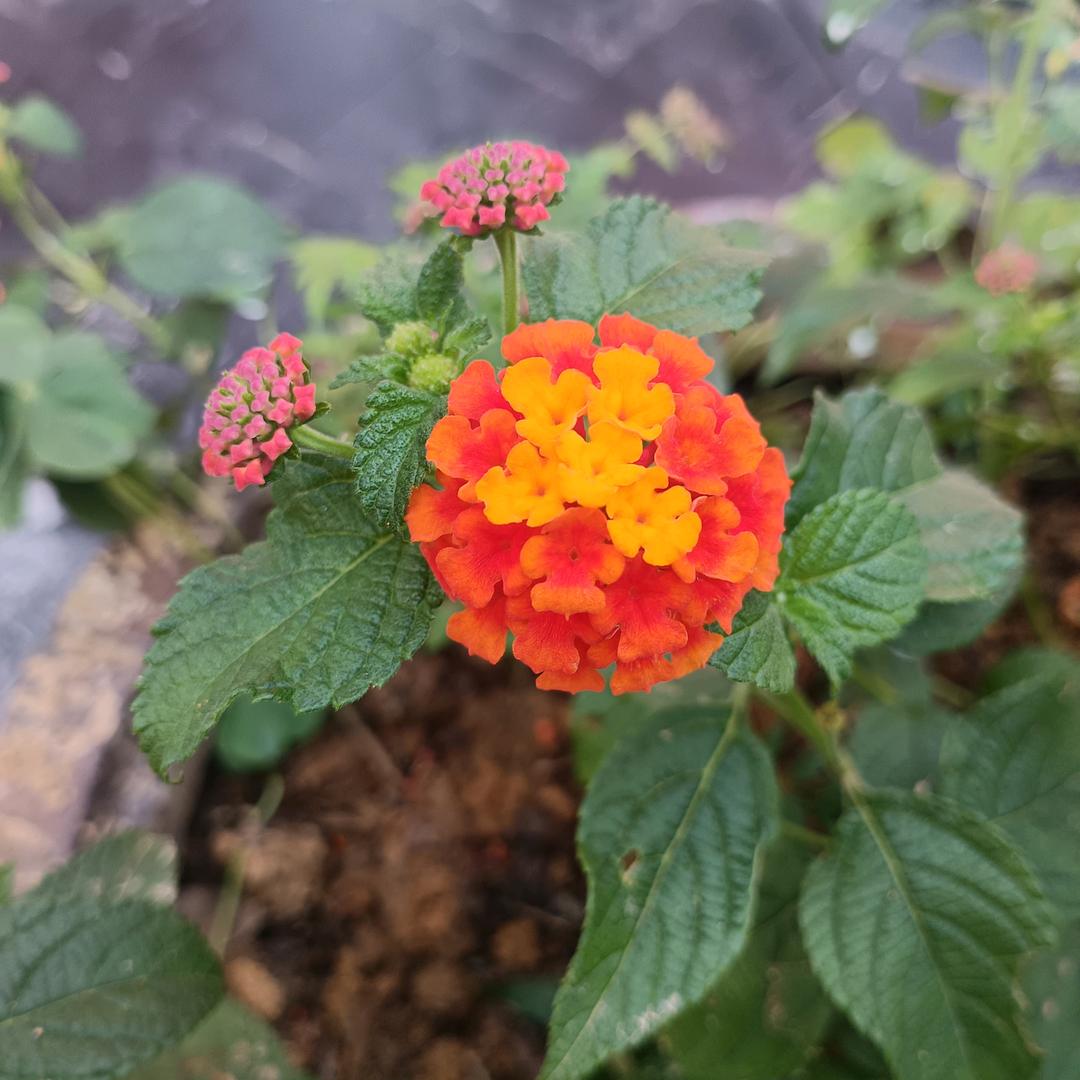一路繁花