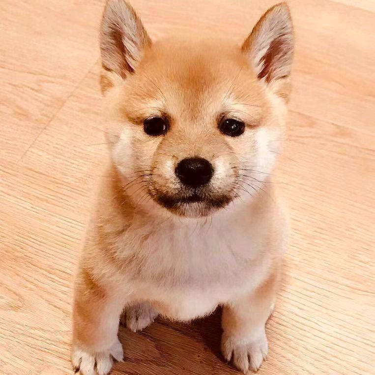 憨熊