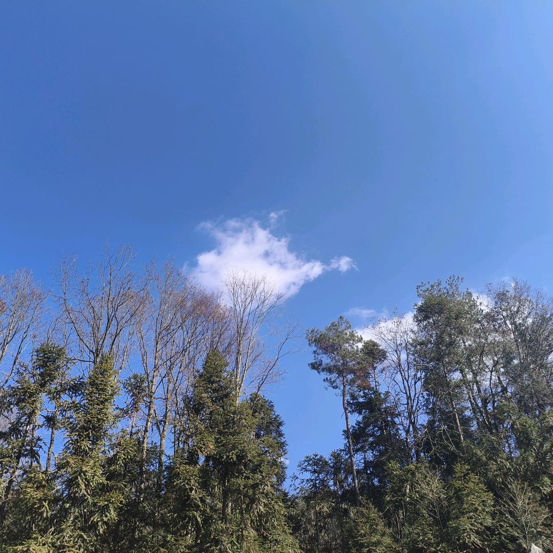 三阳开泰