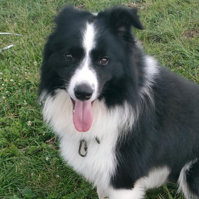 田蜜蜜  😁 ᭄边牧初一