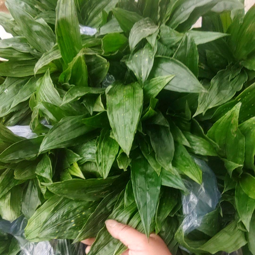 -a 助农勇哥吖「姊妹农业」