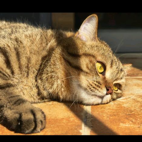 天空小猫