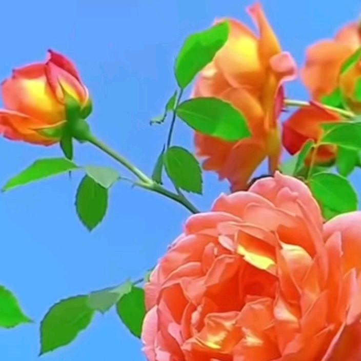 旭日东升