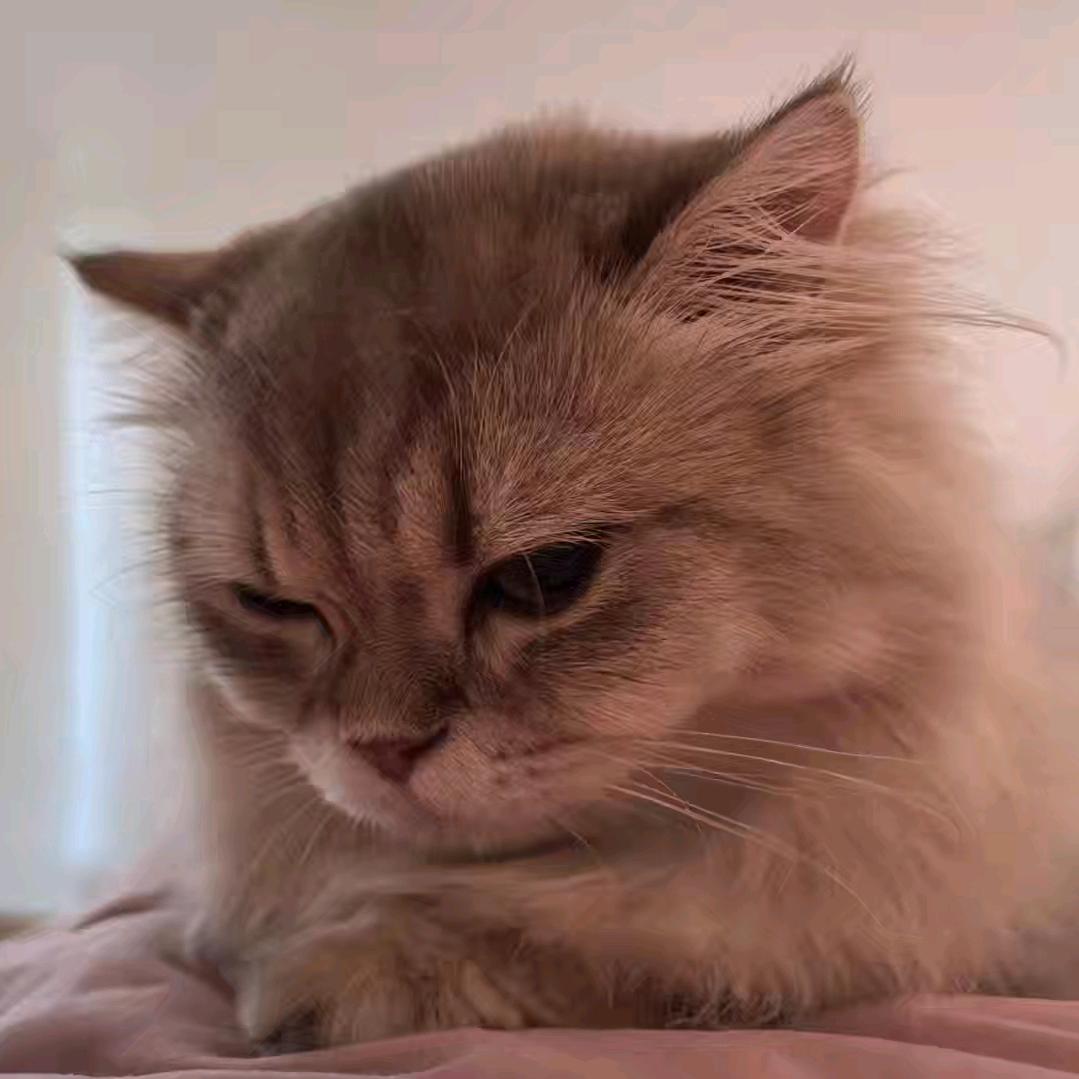 🦆德德鴨ᵈᵁ🦆