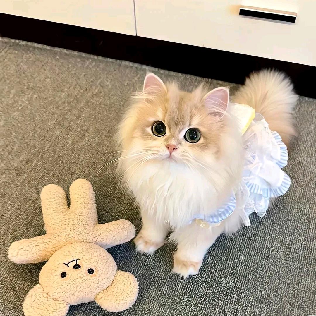 小馋猫