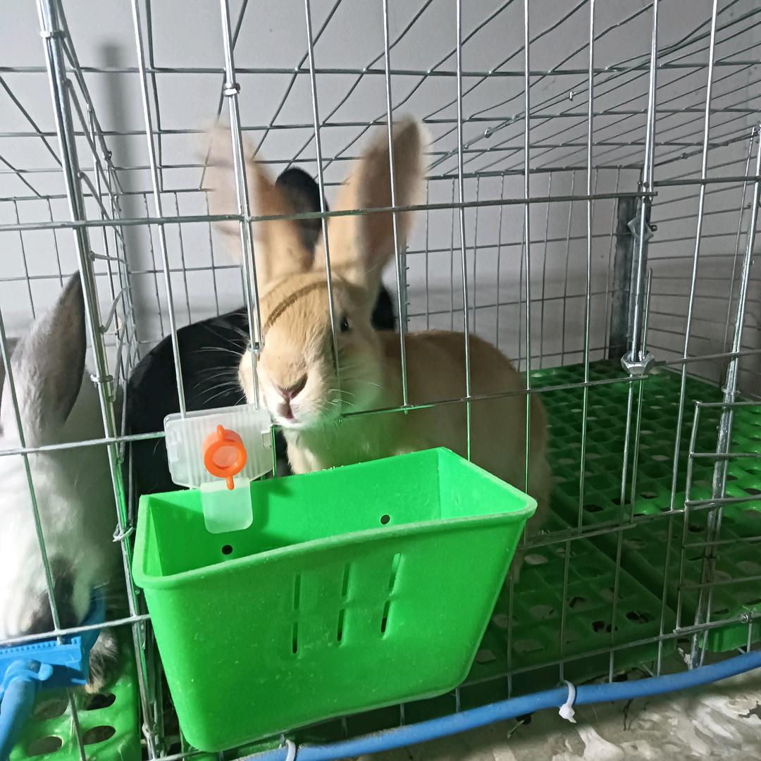 养兔：李哥