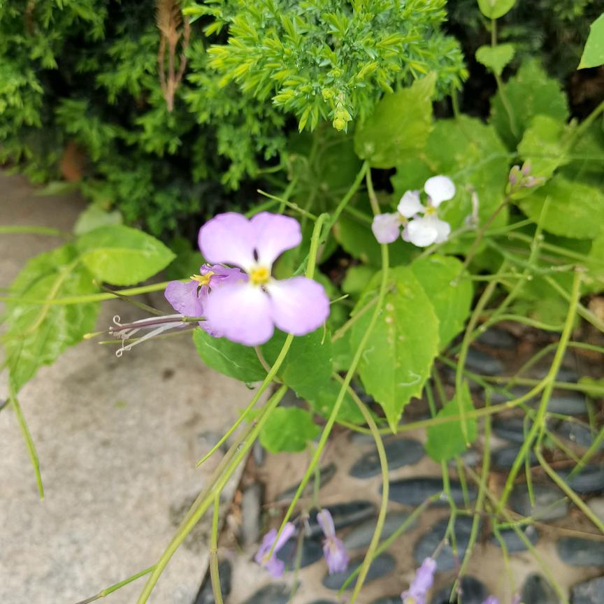洋洋小屋