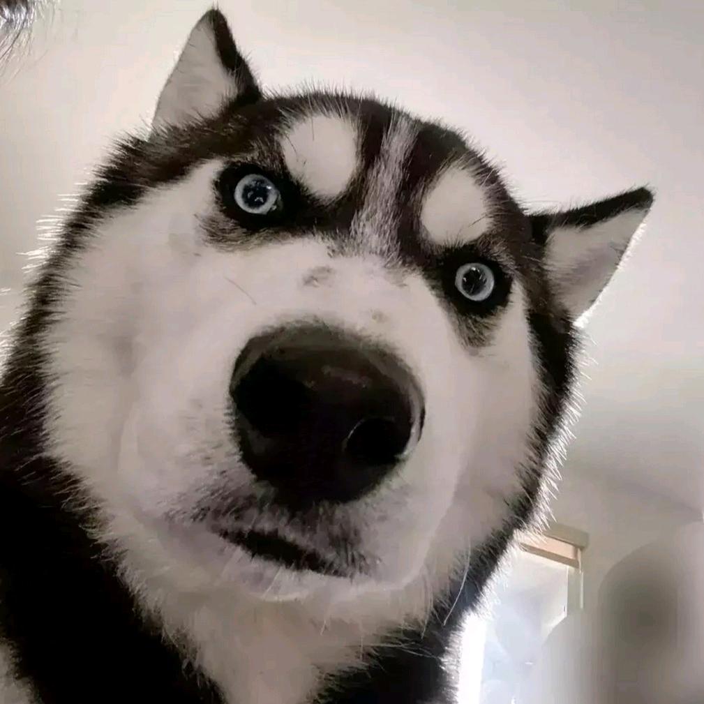 爱拆家的二狗子