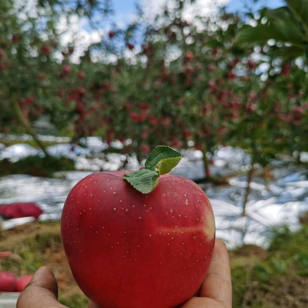 昭通冰糖心苹果🍎  小余