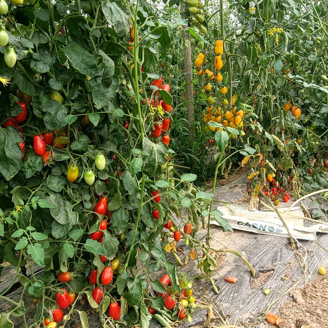 宿迁新庄友佳草莓园