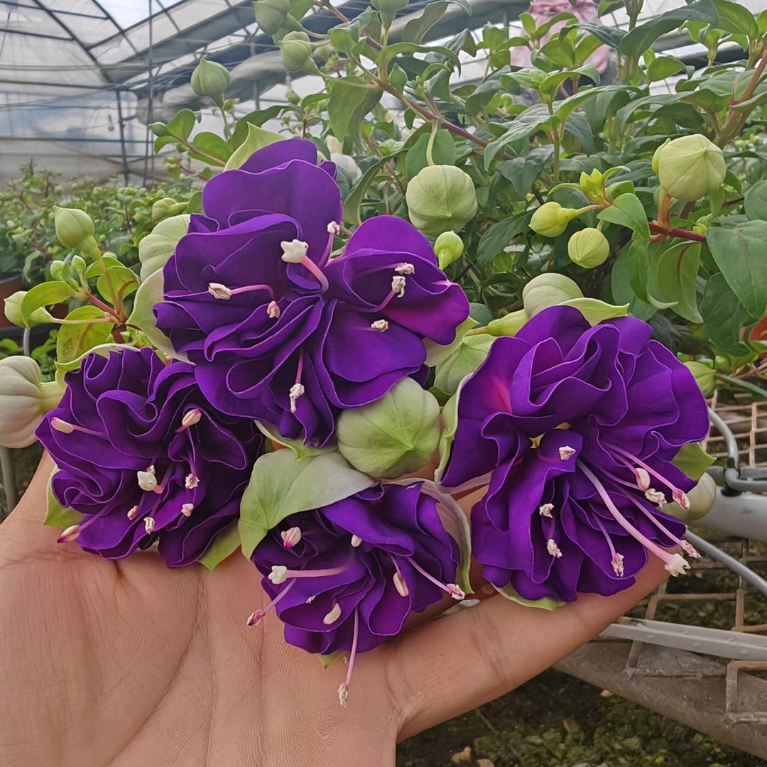 云花园艺