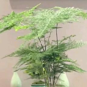 陶竹雅