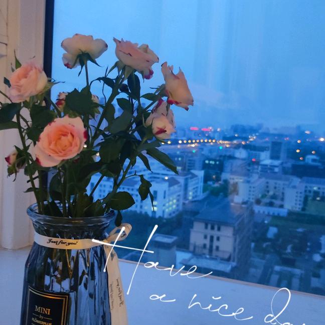 清风明月🌸🌸🌸