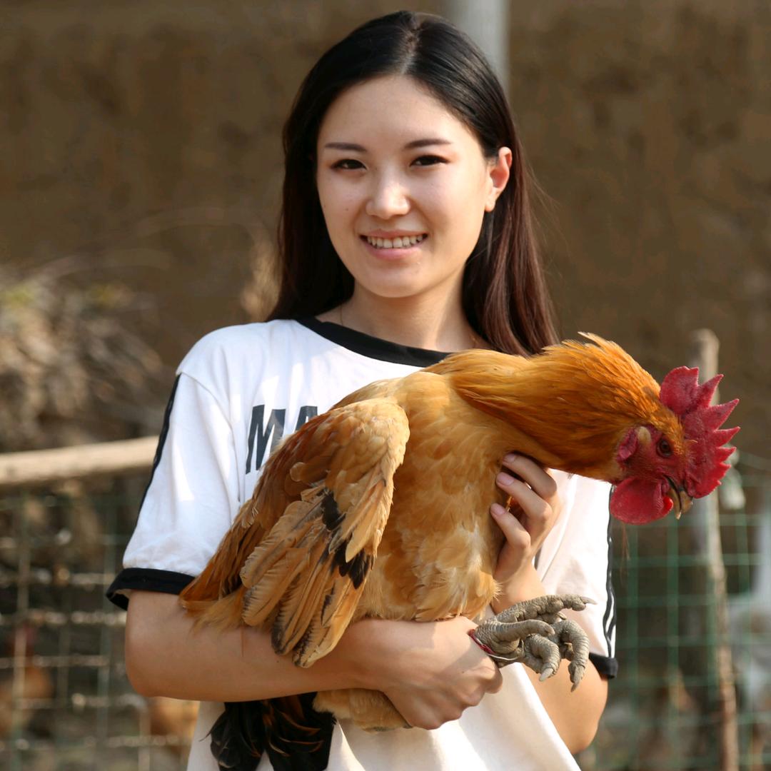 鸡鸭鹅家禽养殖服务