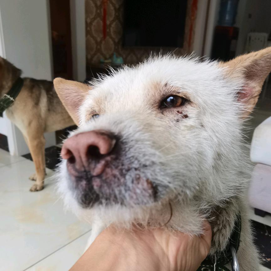 俊哥，猎犬热爱，虫狗