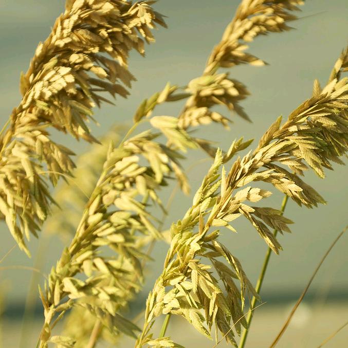 长隆食品燕麦片