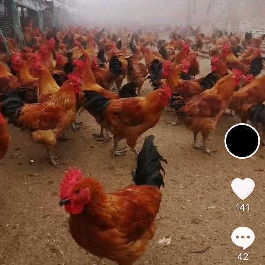 侯（农村散养土鸡）