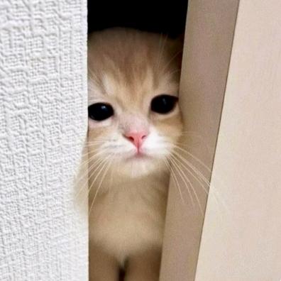香辣小猪罐头