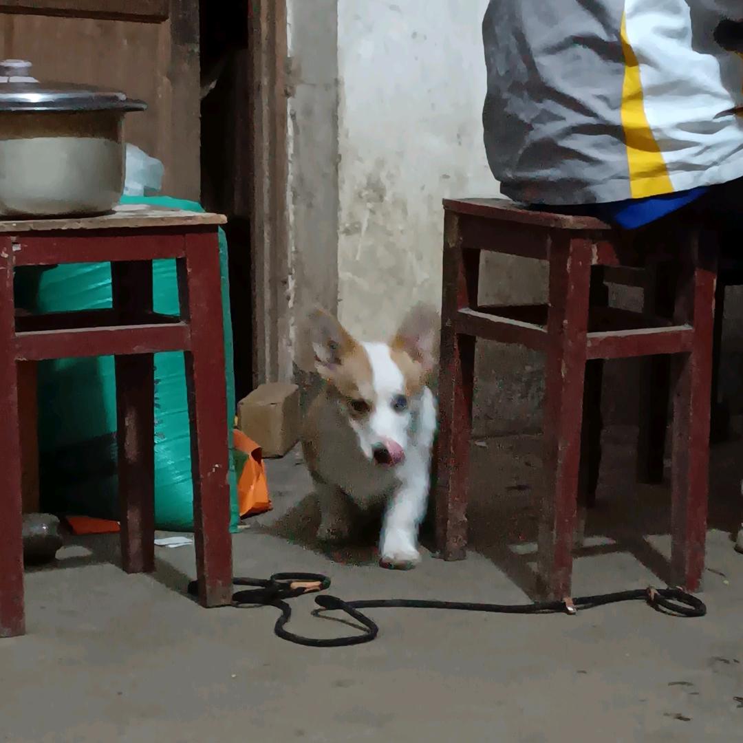 杨明