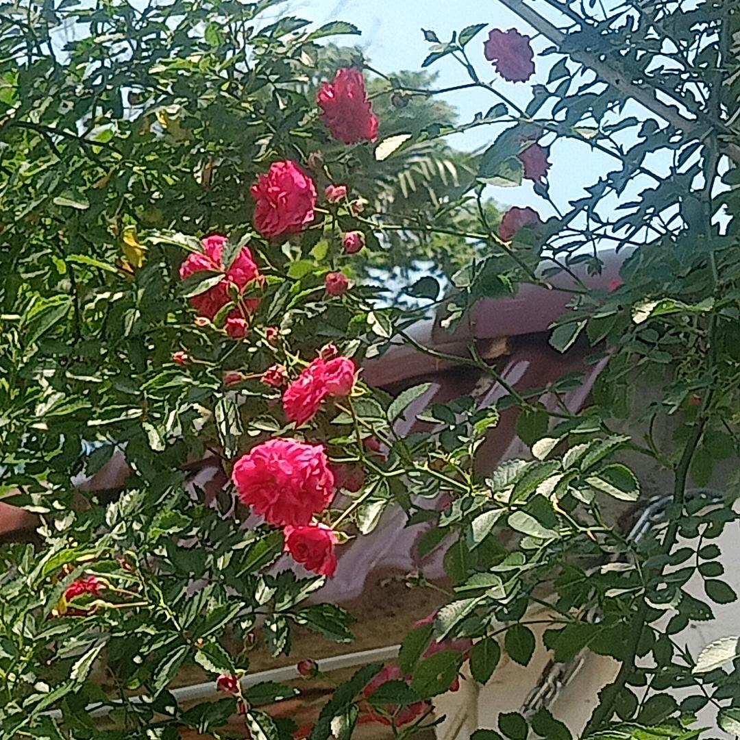 汪秋果