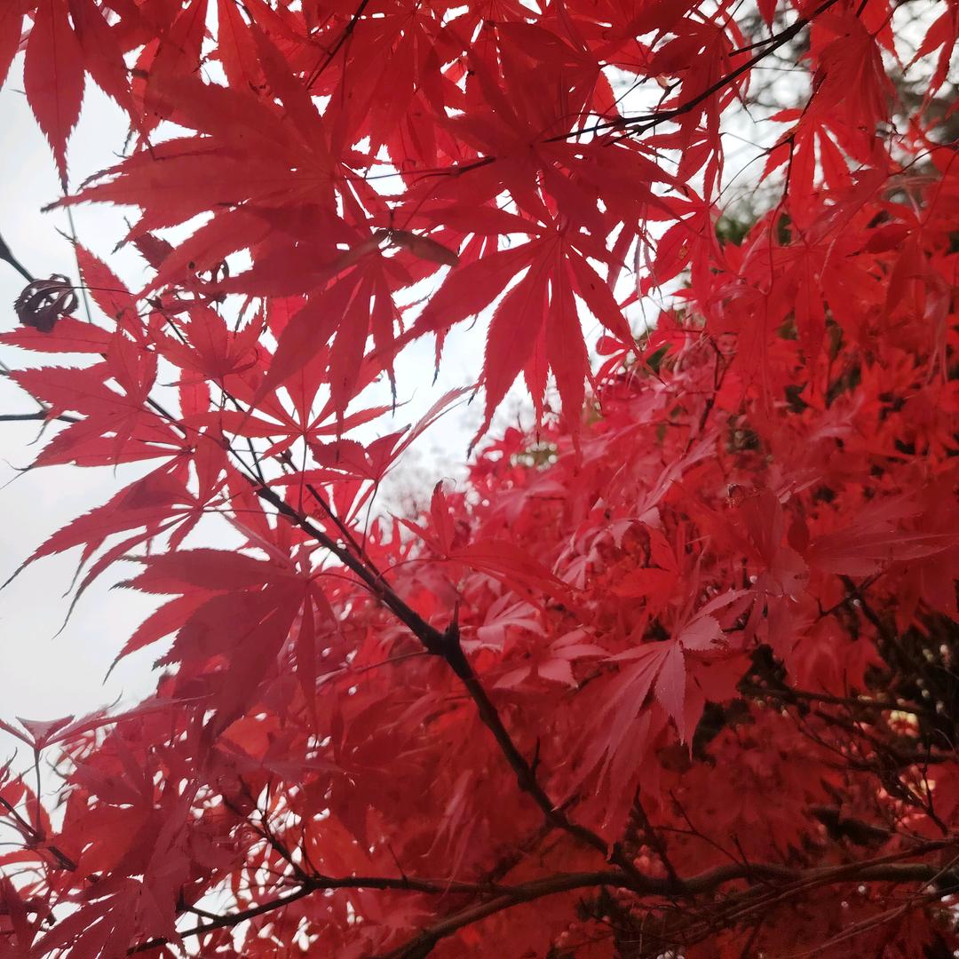 元芸优品严选