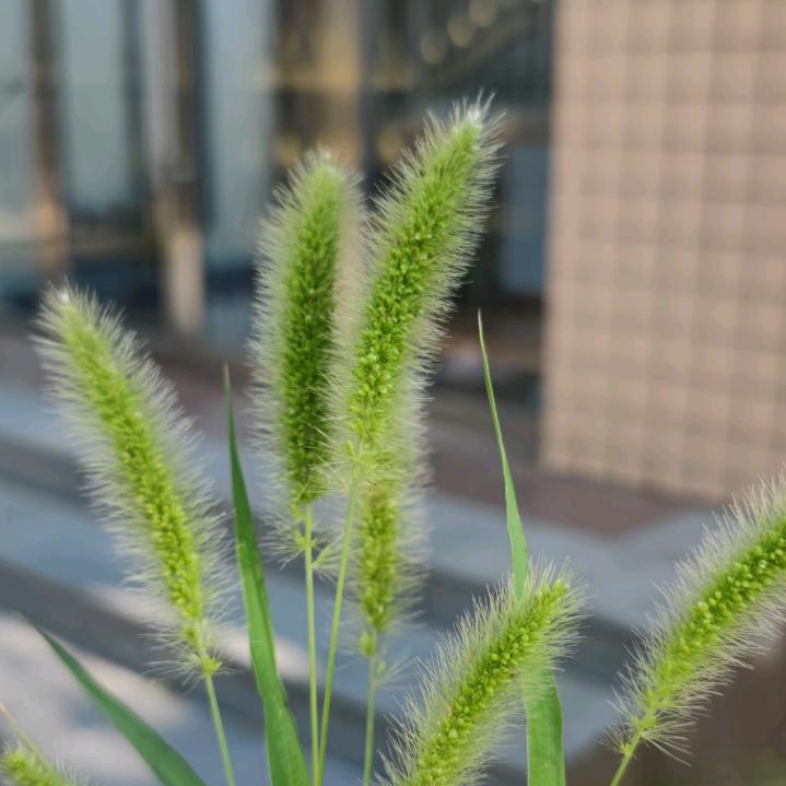 我是峰，山峰的峰