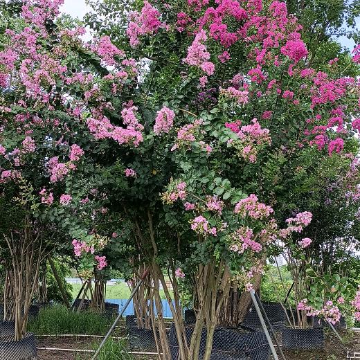 广州怡雅（果树）苗木花卉种植场