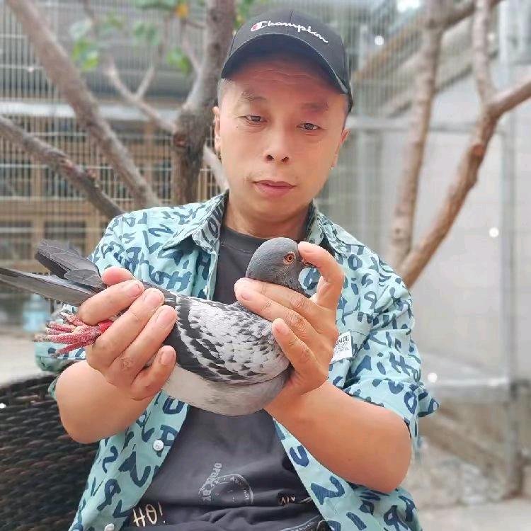 博哥信鸽小课堂